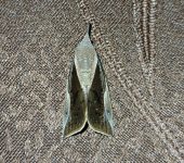 Hypena sp. 3 (Lepidoptera, Erebidae) - Bioexploradores