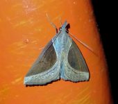 Hypena sp. 5 (Lepidoptera, Erebidae) - Bioexploradores