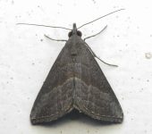Hypena sp. 1 (Lepidoptera, Erebidae) - Bioexploradores