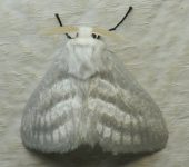 Caviria sp. 2 (Lepidoptera, Erebidae) - Bioexploradores