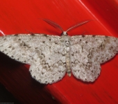 Glena sp. (Lepidoptera, Geometridae) - Bioexploradores
