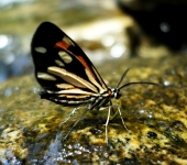 Drymoea sp. 1 (Lepidoptera, Geometridae) - Bioexploradores