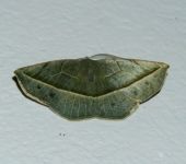 Eusarca sp. 1 (Lepidoptera, Geometridae) - Bioexploradores