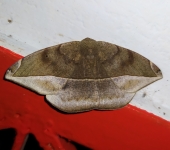 Oxydia sp. 1 (Lepidoptera, Geometridae) - Bioexploradores