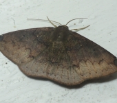 Oxydia sp. 2 (Lepidoptera, Geometridae) - Bioexploradores
