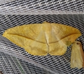 Oxydia sp. 3 (Lepidoptera, Geometridae) - Bioexploradores