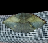 Oxydia sp. 4 (Lepidoptera, Geometridae) - Bioexploradores