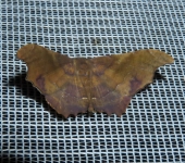 Patalene sp. (Lepidoptera, Geometridae) - Bioexploradores