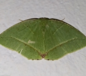 Phyle sp. (Lepidoptera, Geometridae) - Bioexploradores