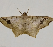 Polilla angulada / Macaria sp. 3 (Lepidoptera, Geometridae) - Bi