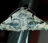 Polilla triangular / Pero sp. 1 (Lepidoptera, Geometridae) - Bio