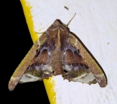 Polilla triangular / Pero sp. 2 (Lepidoptera, Geometridae) - Bio