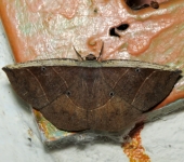 Cimicodes sp. 1 (Lepidoptera, Geometridae) - Bioexploradores