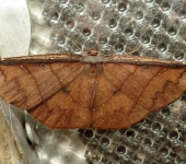 Cimicodes sp. 2 (Lepidoptera, Geometridae) - Bioexploradores