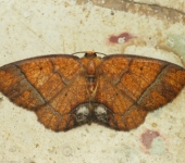 Melinodes sp. (Lepidoptera, Geometridae) - Bioexploradores