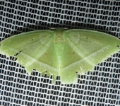 Dichorda sp. (Lepidoptera, Geometridae) - Bioexploradores