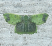 Hydata sp. (Lepidoptera, Geometridae) - Bioexploradores