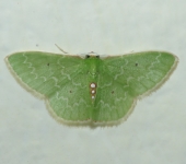 Polilla esmeralda / Nemoria sp. 1 (Lepidoptera, Geometridae) - B
