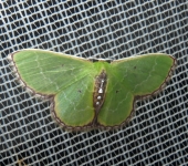 Polilla esmeralda / Nemoria sp. 2 (Lepidoptera, Geometridae) - B