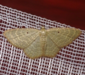 Eois sp. 1 (Lepidoptera, Geometridae) - Bioexploradores