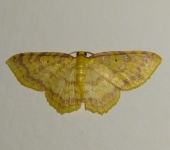 Eois sp. 3 (Lepidoptera, Geometridae) - Bioexploradores