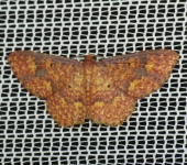 Eois sp. 4 (Lepidoptera, Geometridae) - Bioexploradores