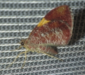 Hagnagora sp. 2 (Lepidoptera, Geometridae) - Bioexploradores