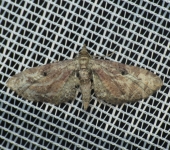 Eupithecia sp. 1 (Lepidoptera, Geometridae) - Bioexploradores