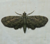 Eupithecia sp. 3 (Lepidoptera, Geometridae) - Bioexploradores