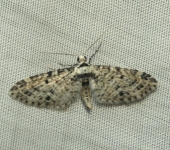 Eupithecia sp. 5 (Lepidoptera, Geometridae) - Bioexploradores