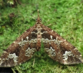 Psaliodes sp. 1 (Lepidoptera, Geometridae) - Bioexploradores