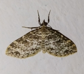 Psaliodes sp. 2 (Lepidoptera, Geometridae) - Bioexploradores