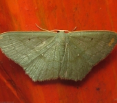 Dithecodes sp. (Lepidoptera, Geometridae) - Bioexploradores