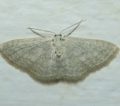 Scopula sp. 1 (Lepidoptera, Geometridae) - Bioexploradores