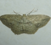 Scopula sp. 2 (Lepidoptera, Geometridae) - Bioexploradores