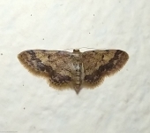 Idaea sp. 10 (Lepidoptera, Geometridae) - Bioexploradores