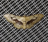 Idaea sp. 6 (Lepidoptera, Geometridae) - Bioexploradores