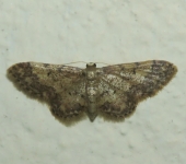 Idaea sp. 8 (Lepidoptera, Geometridae) - Bioexploradores