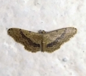 Idaea sp. 9 (Lepidoptera, Geometridae) - Bioexploradores