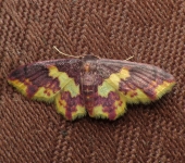 Tricentrogyna sp. 1 (Lepidoptera, Geometridae) - Bioexploradores