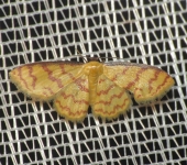 Tricentrogyna sp. 2 (Lepidoptera, Geometridae) - Bioexploradores
