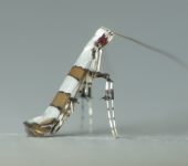 Acrocercops sp. 2 Acrocercops sp. 2 (Lepidoptera, Gracillariidae) - Bioexploradore