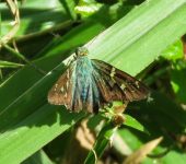 Urbanus sp. 1 Urbanus sp. 1 (Lepidoptera, Hesperiidae) - Bioexploradores