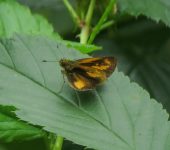 Anthoptus sp. Anthoptus sp. (Lepidoptera, Hesperiidae) - Bioexploradores