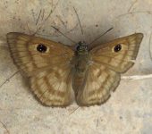 Cyclosemia sp. Cyclosemia sp. (Lepidoptera, Hesperiidae) - Bioexploradores