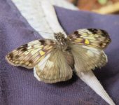 Potamanaxas sp. Potamanaxas sp. (Lepidoptera, Hesperiidae) - Bioexploradores