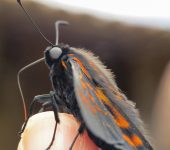 Mimardaris sp. Mimardaris sp. (Lepidoptera, Hesperiidae) - Bioexploradores