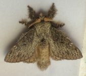 Euglyphis sp. 1 (Lepidoptera, Lasiocampidae) - Bioexploradores