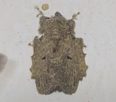 Euglyphis sp. 2 (Lepidoptera, Lasiocampidae) - Bioexploradores