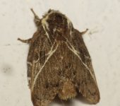 Euglyphis sp. 3 (Lepidoptera, Lasiocampidae) - Bioexploradores